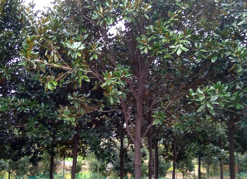 Magnolia grandis