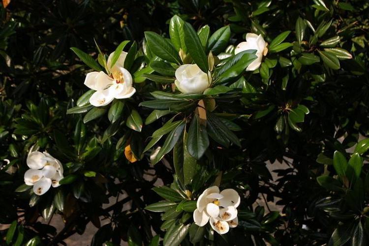 Magnolia grandis